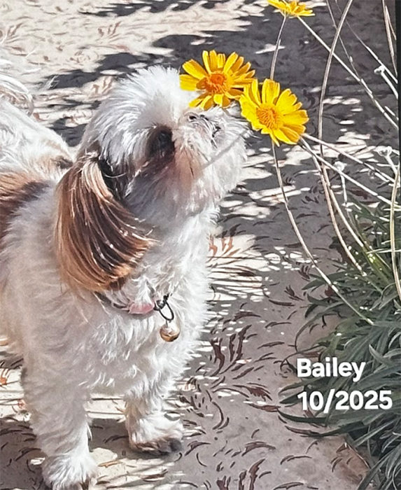 Baily