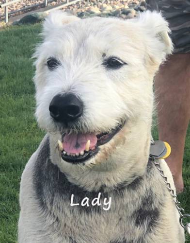 Lady