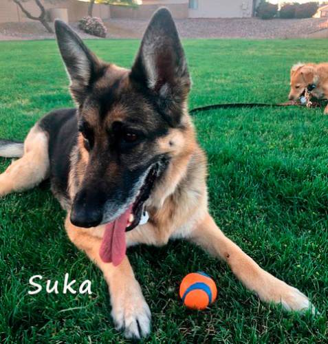 Suka